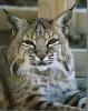 bobcat1's Avatar