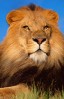 LionFan72's Avatar