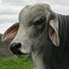 Manso/V8's Avatar